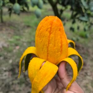 আম্রপালি আম | ১০ কেজি [Premium Size] ৪-৫ টা প্রতি কেজি