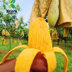 ব্যানানা ম্যাংগো | ১০ কেজি (Banana Mango)